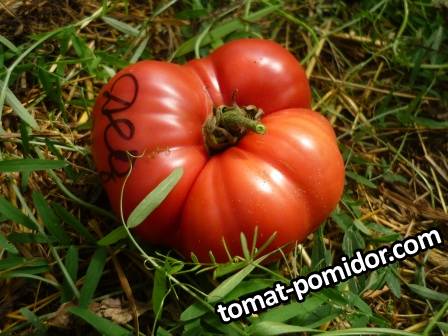 Ded Ivan / Дед Иван | Tomatoeden