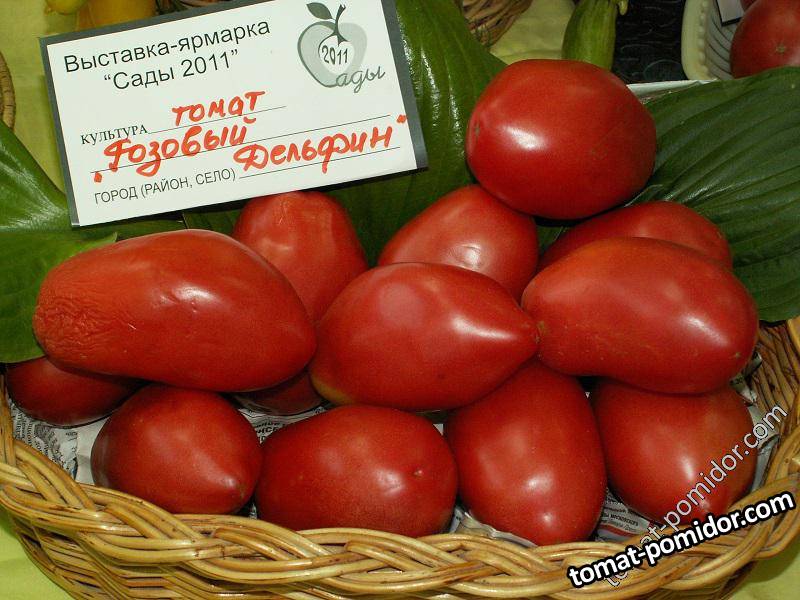 Розовый Дельфин - Альбомы - Tomat-Pomidor.Com