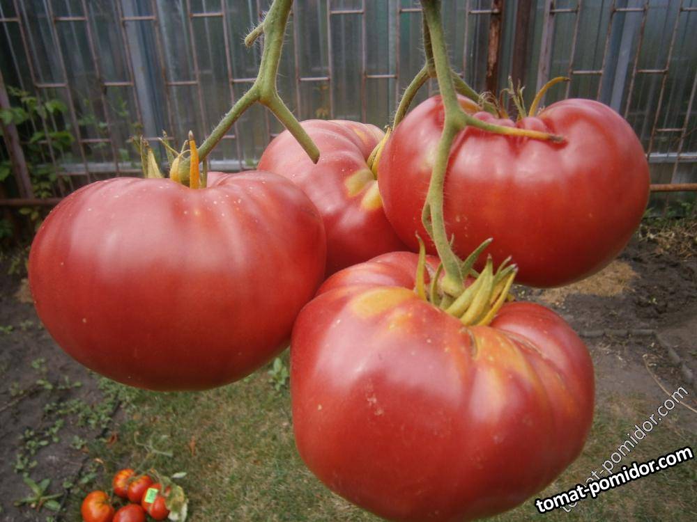 Tomate Brandywine Sudduth's Strain