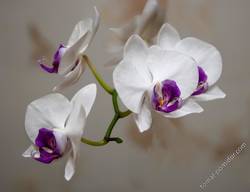 Орхидея 24 марта