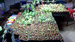 seedlings to sell