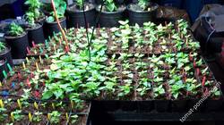 seedlings to sell