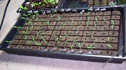 Tomato Seedlings