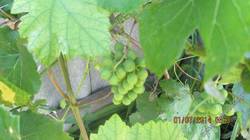Виноград из семечки