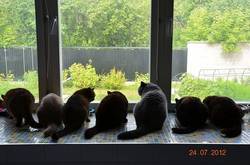 Кошачья столовая