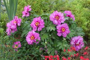 Paeonia-x-Morning-Lilac.jpg