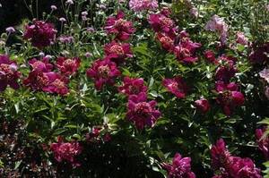 Paeonia04.thumb.jpg.08d733dd7a2e23f9959a5181ba6df180.jpg