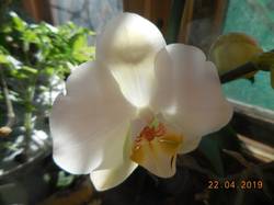 Белая орхидея. Первое цветение