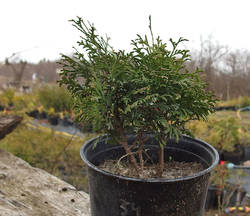 Thuja occidentalis Maja