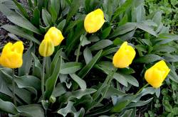 жёлтые тюльпаны.jpg