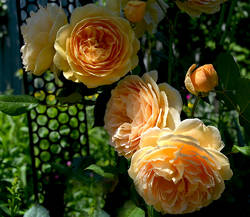 Розы Остина Принцесса Маргарет.jpg