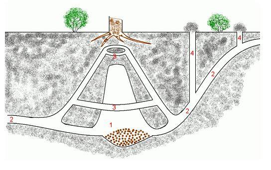 Схема норы крота