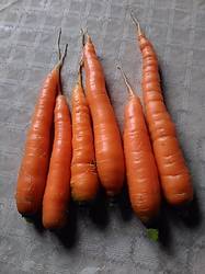 Первая морковка