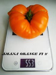 Amana Orange 23.08.19 ЗГ.jpg