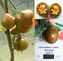 Cherokee Lime.jpg