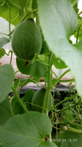 image.thumb.png.271d0186457f6c84bf54a46d6d3cfa55.png