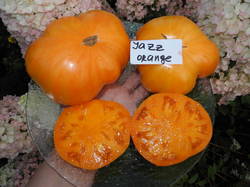 Джаз оранжевый (Jazz Orange).JPG