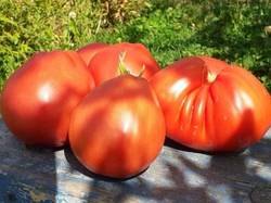 Red Pear  (Giant)..jpg