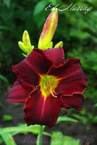 lilejnik-jed-myurrej-hemerocallis-ed-murray.thumb.jpg.a08048f330468a9496449d4cc0410fd1.jpg