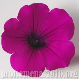 petuniya_Explorer_Magenta.thumb.png.59d829de1d35ad4249566a20f86eb044.png