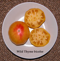 39.Wild thyme bicolor.jpg