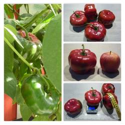 Rocoto Arequipa Giant Red