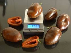 Rocoto Brown