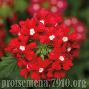 verbena_Obsession_Cascade_Red_with_Eye.thumb.jpg.24ab1456517f84d17273c2f35b73b51f.jpg