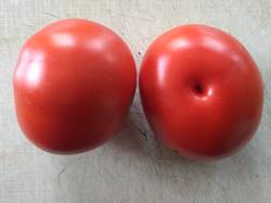 помидоры Red Rock.jpg