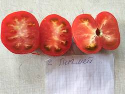 помидоры Пигмей.jpg