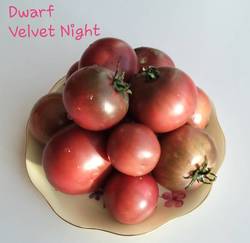Dwarf Velvet Night .jpg