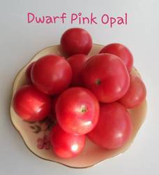 Dwarf Pink Opal .jpg