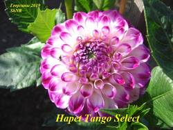 Hapet Tango Select (2).JPG
