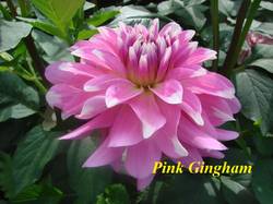Pink Gingham (2).jpg