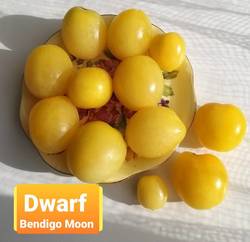 Dwarf Bendigo Moon .jpg
