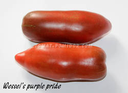 Wessel's purple pride