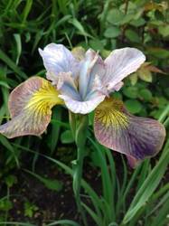 iris sibirica Uncorkedd.jpg