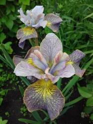 iris sibirica Unbuttoned Zippers.jpg