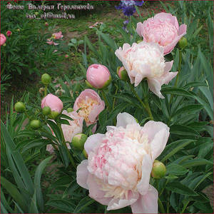 Paeonia Sweet Sixteen.jpg