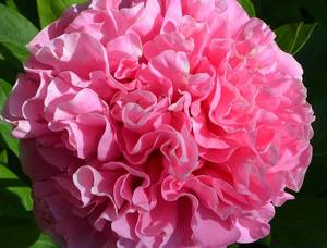 CARNATION_BOUQUET-5204-B.jpg