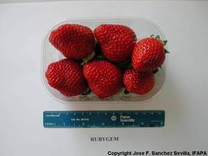 IFAPA-RUBYGEM-Fruit.jpg