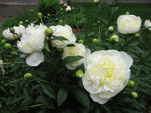 Pion-Dyushes-de-Nemur-Duchesse-de-Nemours-3.jpg