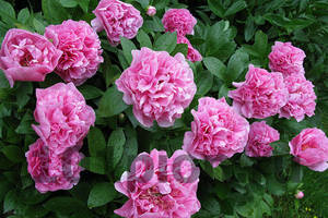 carnation_bouquetimg_3587-750x500.jpg