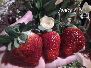 Strawberries Jonicа .jpg