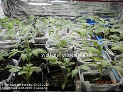 томаты с микоризой 20-03-2020