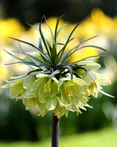 fritillaria-raddeana-8_1600x.jpg