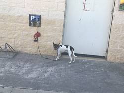 Бенисса - парковка для собак