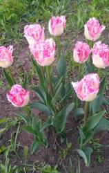 тюльпаны2.jpg