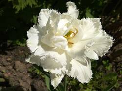 тюльпан белый махровый да еще и бахромчатый2.jpg