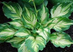 hosta_lakeside_paisley_print.jpg